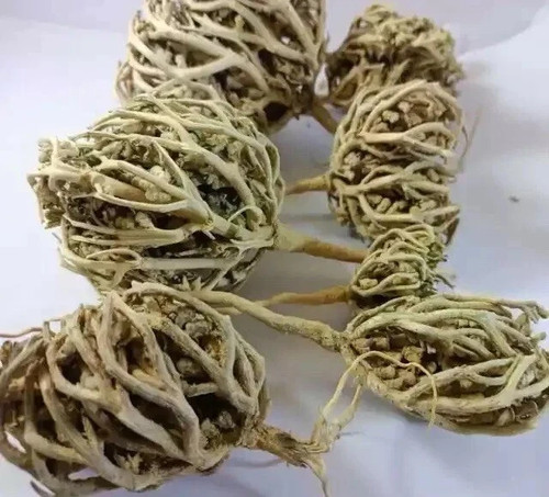 Fiore maryam albero casto - di,