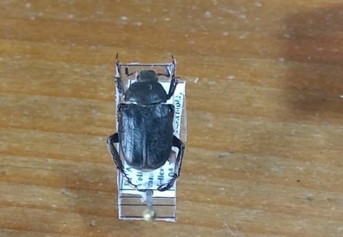 Coleoptera scarabaeidae - coleoptera,